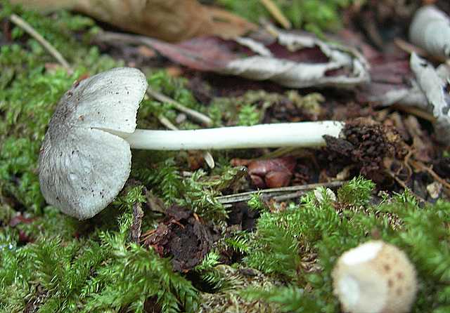 Pluteus   pseudorobertii   M.M. Moser